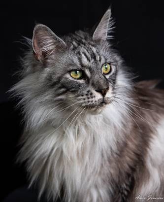 Une image contenant chat, mammifre, chat domestique, gris

Description gnre automatiquement