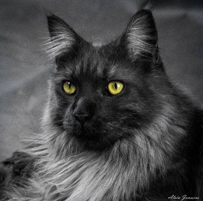 Une image contenant chat, noir, mammifre, chat domestique

Description gnre automatiquement