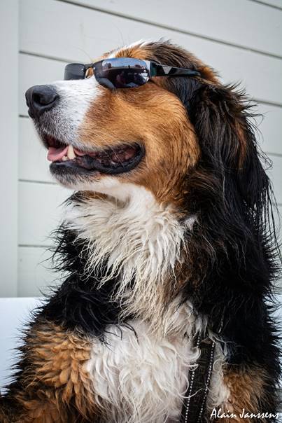 Une image contenant chien, mammifre, assis, brun

Description gnre automatiquement